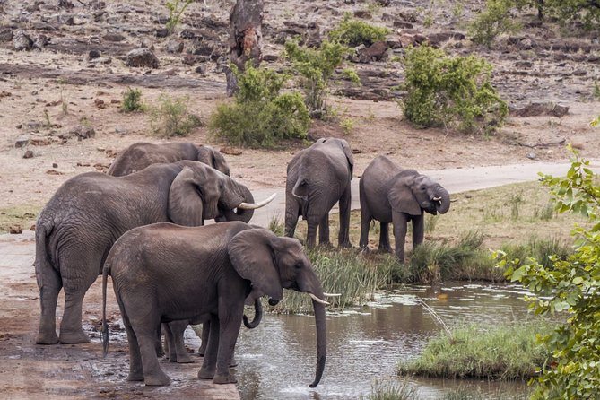 Durban: Big 5 Safari - Open Safari Vehicle at Exclusive Reserve - Key points to know before booking