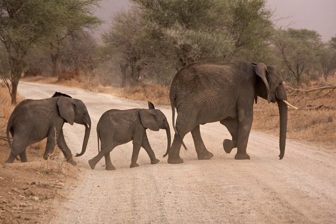 Durban: Big 5 Safari - Open Safari Vehicle at Exclusive Reserve - Why Manyoni makes this safari different
