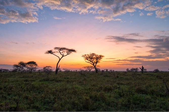 Durban: Big 5 Safari - Open Safari Vehicle at Exclusive Reserve - The Big 5 question: what can you really expect?