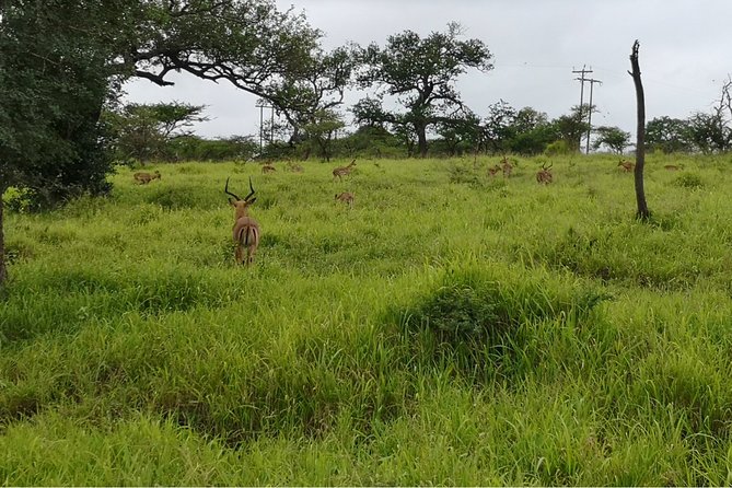 Durban: Big 5 Safari - Open Safari Vehicle at Exclusive Reserve - Why the drive can be worth the time