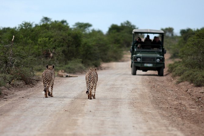 Durban: Big 5 Safari - Open Safari Vehicle at Exclusive Reserve - Who should book this Durban safari?