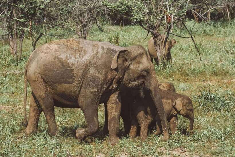 Elephant Kingdom Safari – Minneriya National Park - What the private 4x4 changes