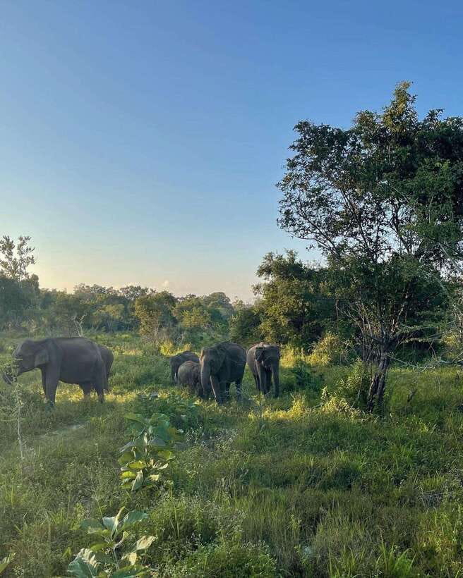 Elephant Kingdom Safari – Minneriya National Park - The elephant encounter near Minneriya Tank