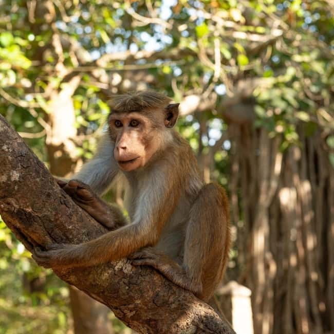 Elephant Kingdom Safari – Minneriya National Park - A practical look at the 3.5-hour route