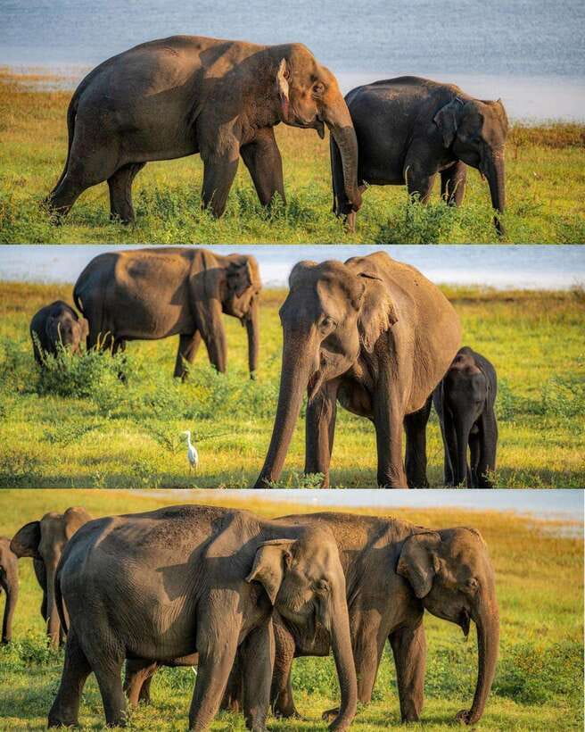 Elephant Kingdom Safari – Minneriya National Park - From your hotel to the park entrance