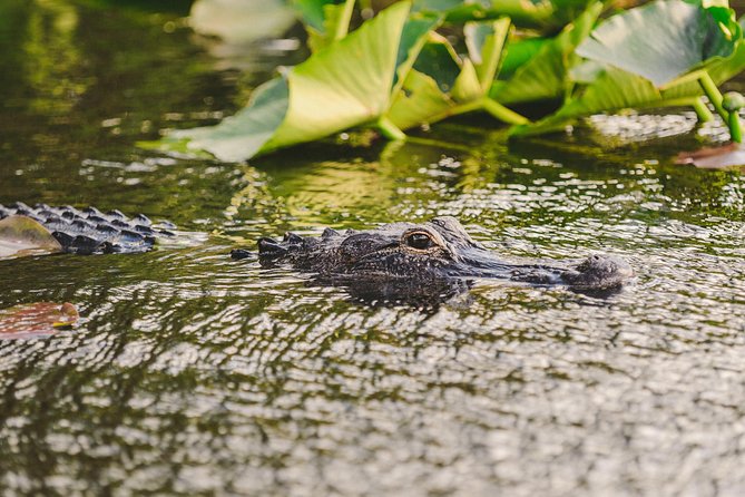 Everglades VIP Airboat Tour with Transportation Included - Why the $65 price can make sense