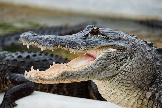 Everglades VIP Airboat Tour with Transportation Included - Practical tips for a smoother outing