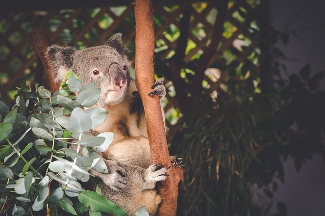 Exclusive Blue Mountains Wildlife and Bushwalk Tour From Sydney - Wentworth Falls and the bushwalk