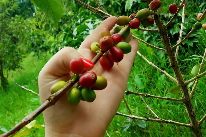 Exclusive Coffee Experience:Tour from Bogotá - The gardens are part of the appeal