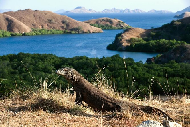 Exclusive Early Bird Komodo Tour: Beat the Crowds by Speed Boat - Key points to know before booking