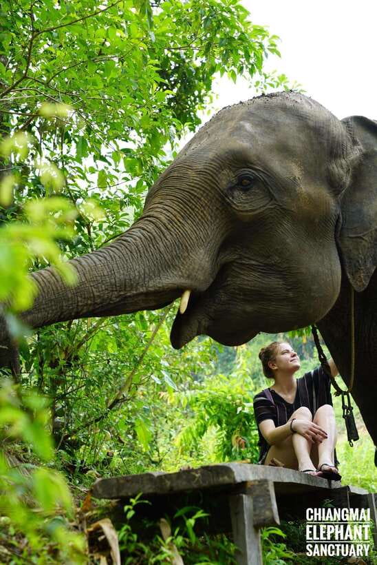 Exclusive experience half day with family giant animals - Key points at a glance