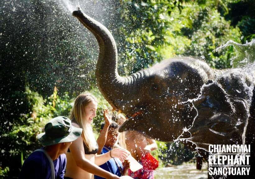 Exclusive experience half day with family giant animals - Bathing and swimming in the river