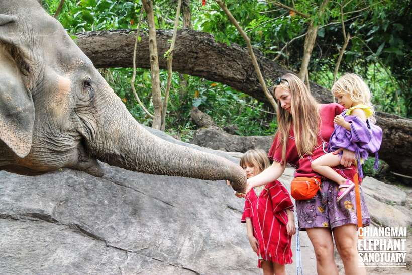 Exclusive experience half day with family giant animals - The jungle waterfall walk