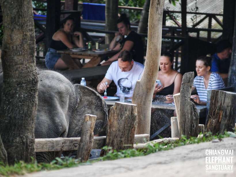 Exclusive experience half day with family giant animals - Thai lunch after the river