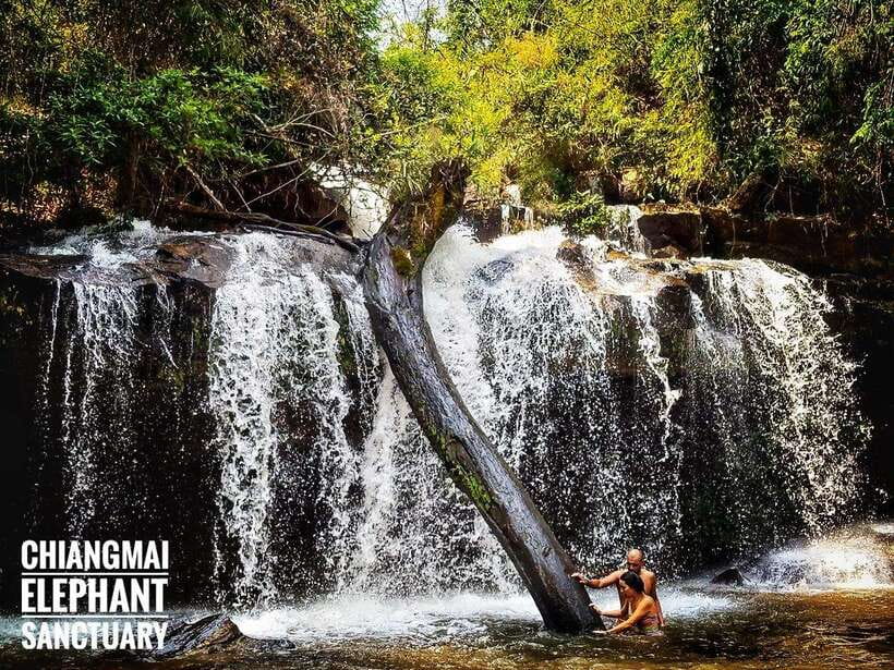 Exclusive experience half day with family giant animals - Feeding elephants by hand