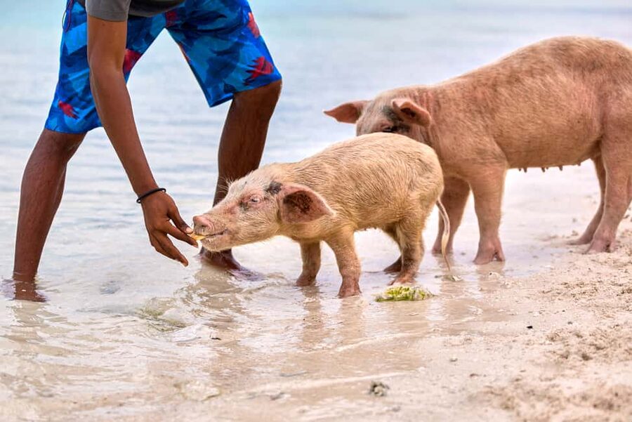 Exclusive Fly-In Premium Beach Experience from Nassau - Why the Nassau to Exuma flight matters