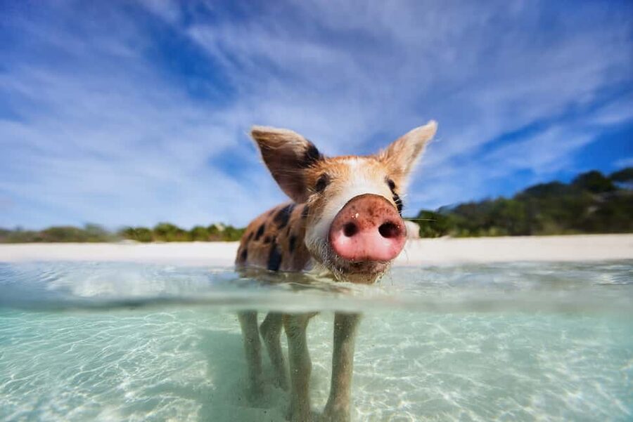 Exclusive Fly-In Premium Beach Experience from Nassau - Iguanas, the sandbar, and the slower part of the day