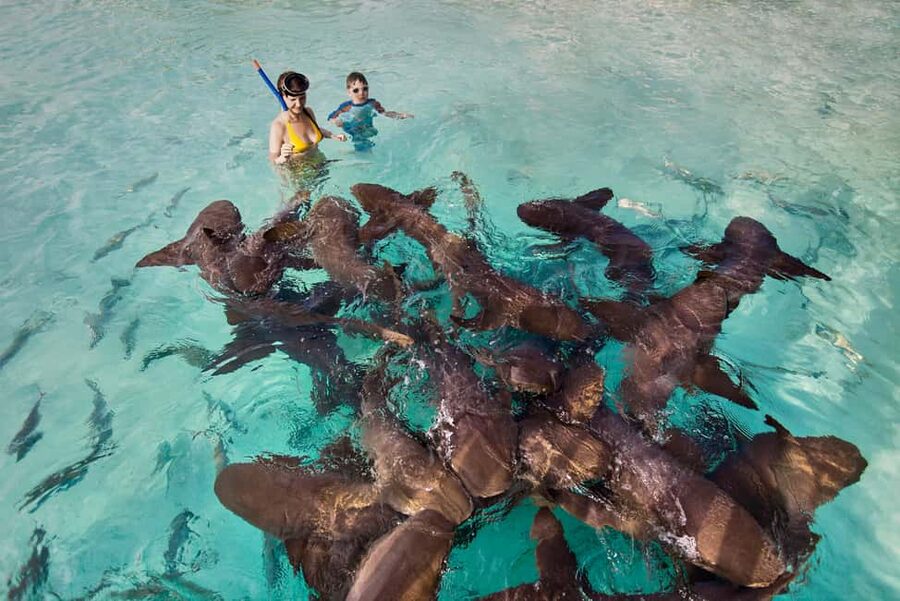 Exclusive Fly-In Premium Beach Experience from Nassau - Big Major Cay and the famous swimming pigs