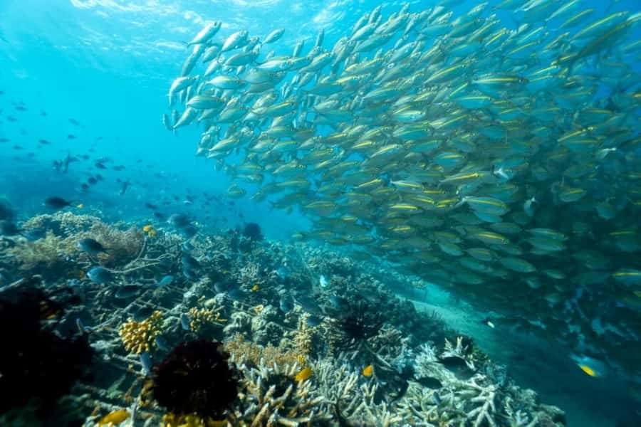 Exclusive Gili Nanggu, Sudak, and Kedis Tour Featuring GoPro - Should you book it?