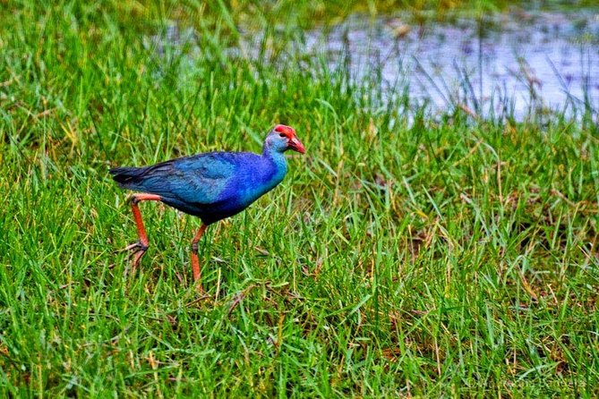 Exclusive: Muthurajawela Bird Watching Tour with Transfers - A wetland escape close to Negombo