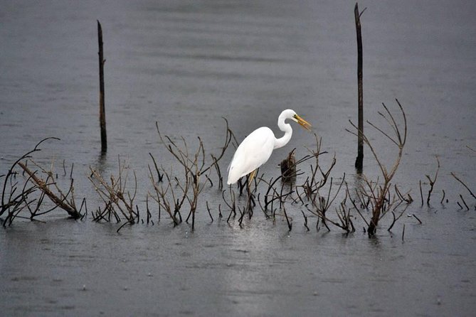 Exclusive: Muthurajawela Bird Watching Tour with Transfers - Entering Muthurajawela by boat