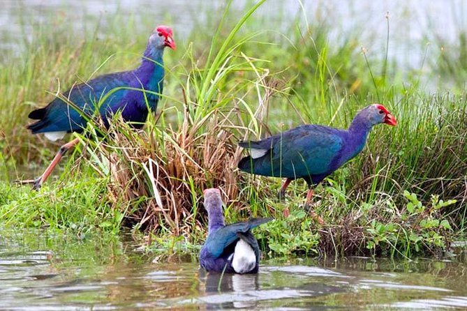 Exclusive: Muthurajawela Bird Watching Tour with Transfers - Crocodiles, monkeys and monitor lizards