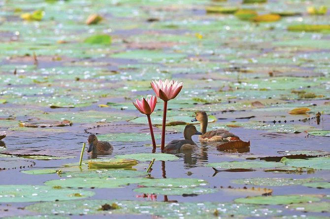 Exclusive: Muthurajawela Bird Watching Tour with Transfers - What the guide adds