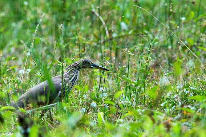 Exclusive: Muthurajawela Bird Watching Tour with Transfers - Timing, duration and the real pace