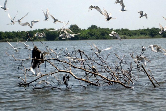 Exclusive: Muthurajawela Bird Watching Tour with Transfers - What the $35 price covers