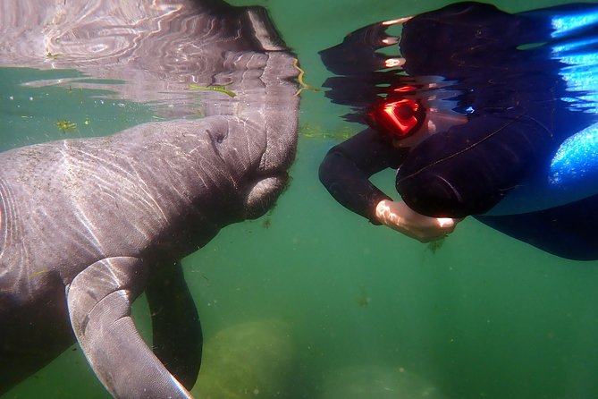 Exclusive Small Group VIP Heated Manatee Snorkel Tour - Passive interaction is the heart of the experience