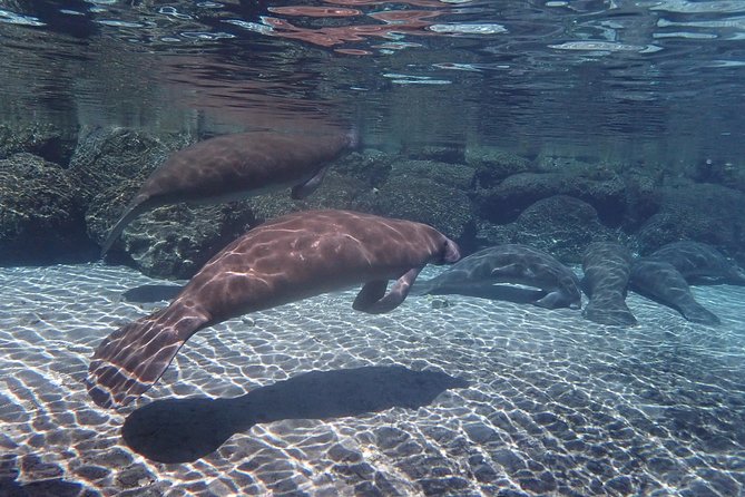 Exclusive Small Group VIP Heated Manatee Snorkel Tour - Is the $108.93 price good value?