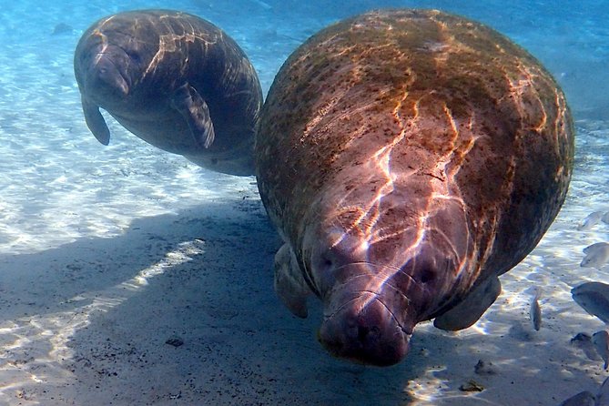 Exclusive Small Group VIP Heated Manatee Snorkel Tour - From River Ventures check-in to the covered pontoon