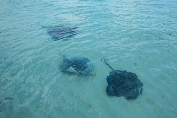 Exclusive Supreme Snorkeling Tour - Meeting stingrays in shallow water