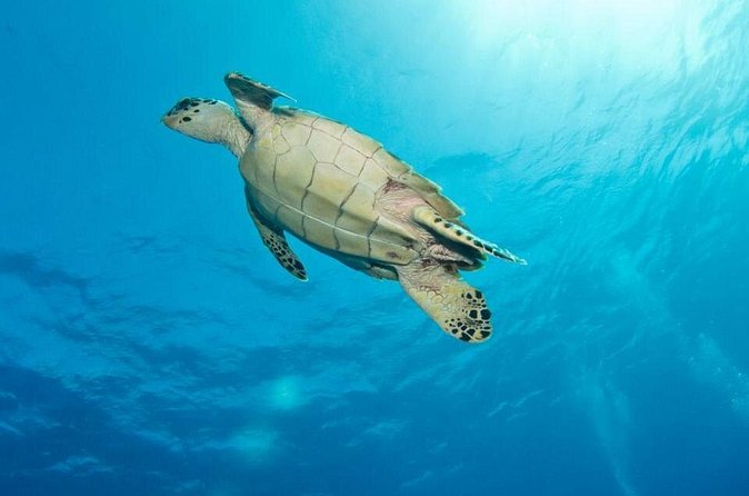 Exclusive Supreme Snorkeling Tour - Conch, local food, and a useful cultural lesson