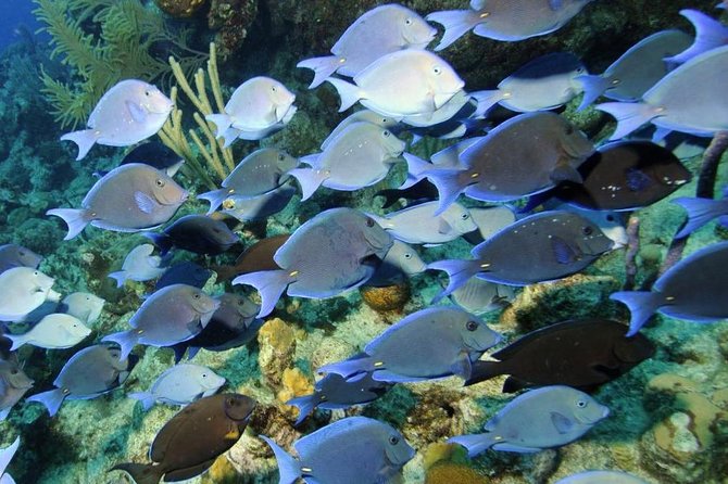 Exclusive Supreme Snorkeling Tour - What snorkeling time is really like