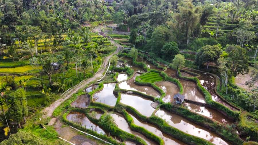 Exclusive Tetebatu: Waterfall, Rice Fields, Monkey & Weaving - Why Tetebatu makes a strong day trip from Lombok