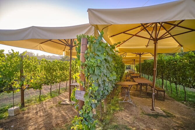 Exclusive Winery Tour with Tasting and Dinner in Chianti vineyard - Food needs and practical comfort