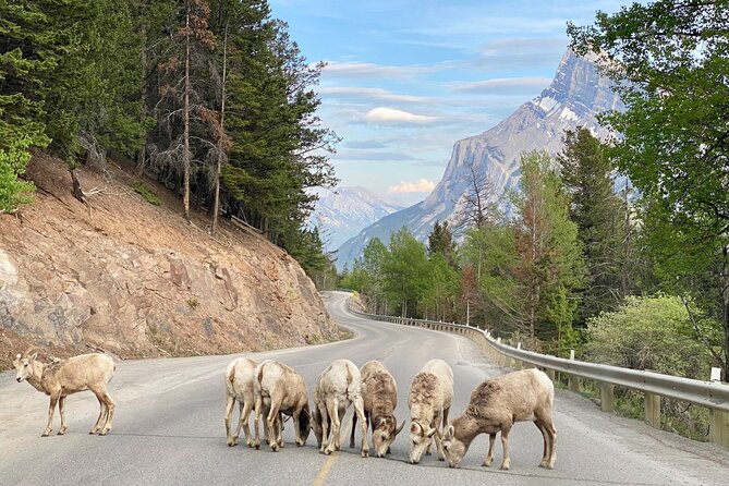 Explore Banff National Park with Our Premium Day Tour - Why this tour works for a one-day Banff visit