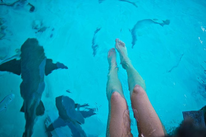 Exuma Elite Escape: Luxury Fly-In Pig Beach Adventure - 7 Stops - Compass Cay and the famous friendly sharks