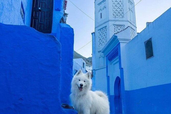 FES TO Chefchaouen Day Trip- luxury Private Tour - How much walking should you expect?