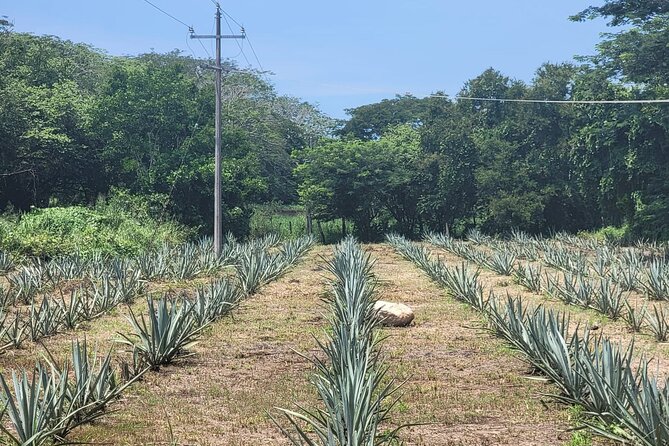 Finca 18 Puerto Vallarta Tequila Tour + Chocolate Pairing - Shopping without a hard sell
