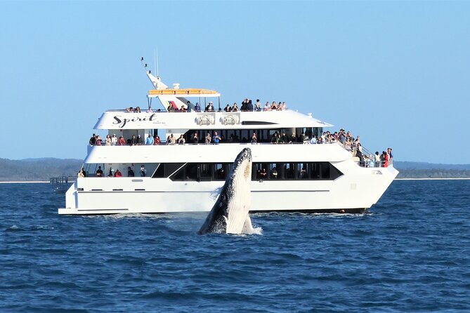 Freedom 3/4 Day Hervey Bay Premium Whale Watching Cruise - The return trip includes fruit, cheese, and one last watch