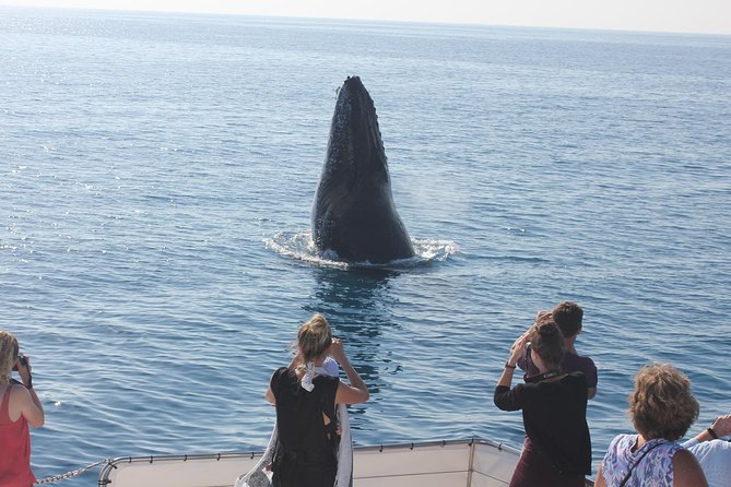 Freedom 3/4 Day Hervey Bay Premium Whale Watching Cruise - Who will enjoy this cruise most?