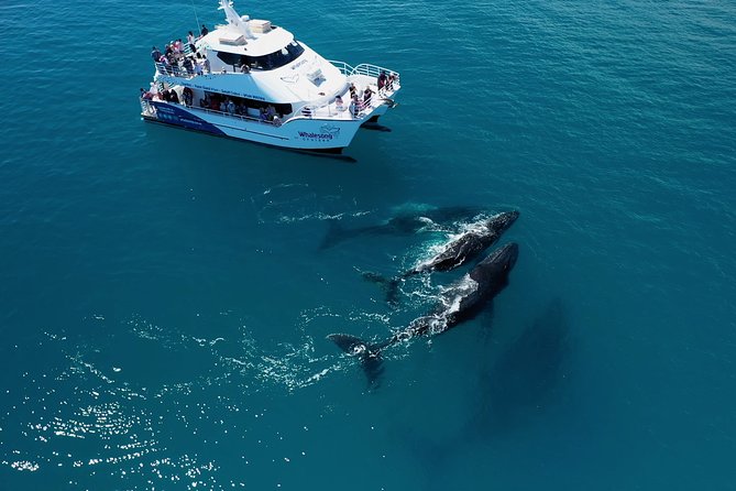 Freedom 3/4 Day Hervey Bay Premium Whale Watching Cruise - Booking details worth knowing before you go
