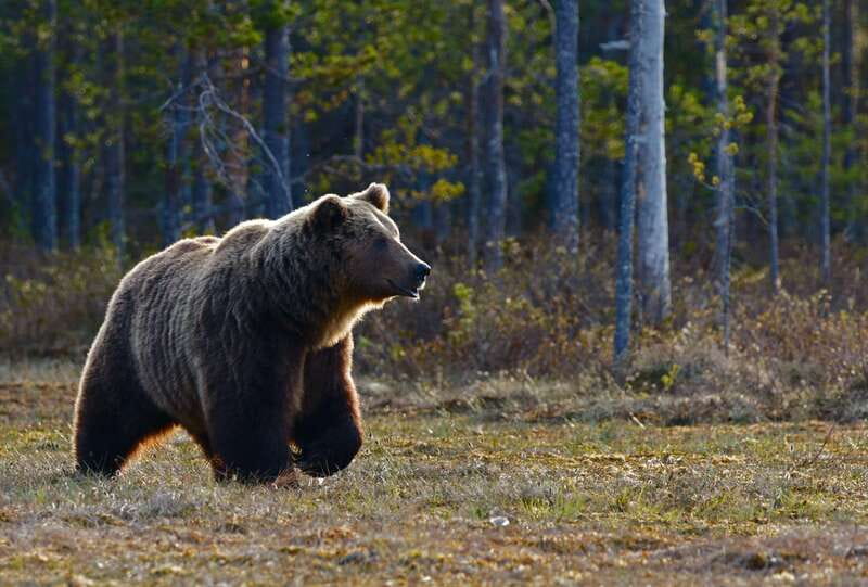 From Banff: Banff Wildlife & Scenic Highlights Premium Tour - Why this three-hour outing works