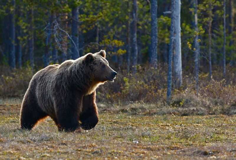 From Banff: Banff Wildlife & Scenic Highlights Premium Tour - Who should book this Banff wildlife tour?