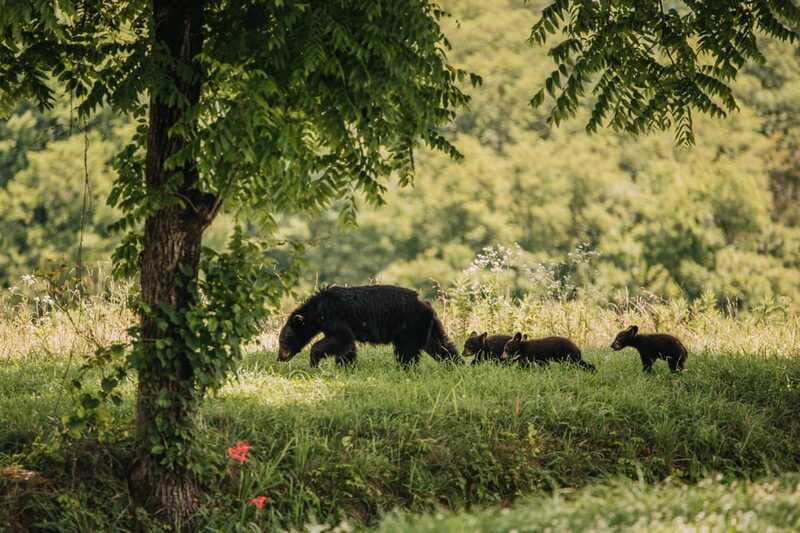 From Banff: Banff Wildlife & Scenic Highlights Premium Tour - The guides make the difference