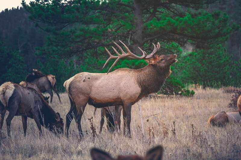 From Banff: Banff Wildlife & Scenic Highlights Premium Tour - Is $91 a fair price?