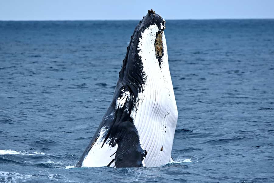 From Fremantle: 2-Hour Luxury Whale-Watching Cruise - Leaving Sardine Jetty in Fremantle