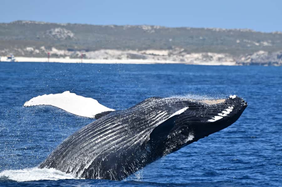 From Fremantle: 2-Hour Luxury Whale-Watching Cruise - The Steep Point gives you room to move